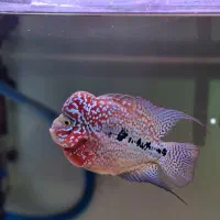 کینگ کامفا مولتی کالر AAA