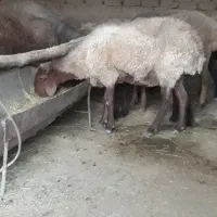 میش همو