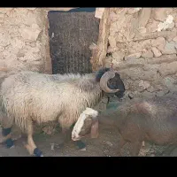 نذلغر|حیوانات مزرعه|لوداب, |دیوار