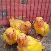 پرنده سرلاکی