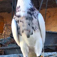 کبوتر