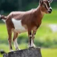 فروش گوسفند گوشتی