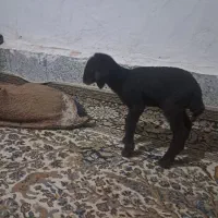 شیر گوسفند