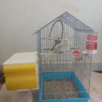 عروس هلندی