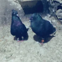 فروش دمسفید