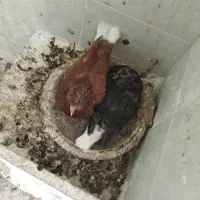 کفتر آرشینگل .دم سفید تخم و جوجه
