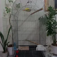 قفس طوطی عروس هلندی کاسکو و...