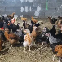 جوجه مرغ و خروس  گلپایگانی اصیل دوماهه فارس شیراز