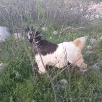 بیگ داشتی