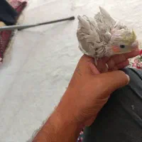 عروس،هلندی