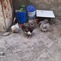 مرغ و خروس کوشین