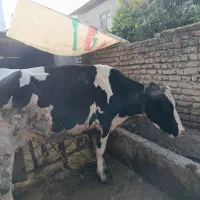 گاو هلشتاین
