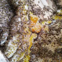 عسل کاملا طبیعی به شرط