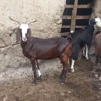بز شیری درشت