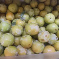 آلو قطره طلا درشت