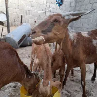 بز حنایی خانواده سرخ پوست