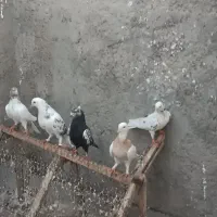 کفتر