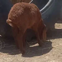 بره ماده بزرگ جیرخور