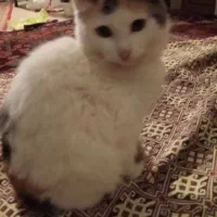 واگذاری 2تا بچه گربه ماده