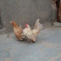جاپنیز و یوسل و کوشامو