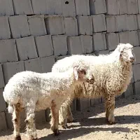 دوتا بره نر چاق خوشگل