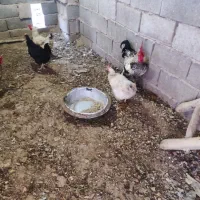 مرغ و خروس فروشی