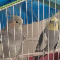 یک جفت طوطی عروس هلندی ریبا