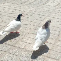 کفتر