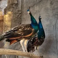 طاووس نر بالغ