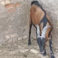 نر بز آلپاین