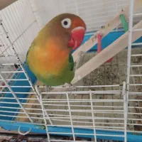 طوطی کوتوله برزیلی