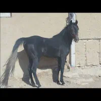 اسب کرد ۲سال نیم