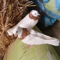 کفتر