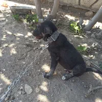 واگذاری توله پژدر