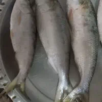ماهی صبور