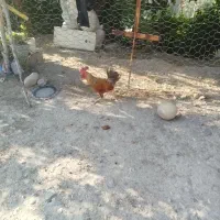 دو عدد خروس سرحال