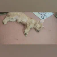 گمشده|حیوانات|جیرفت, |دیوار