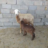 میش بره ماده