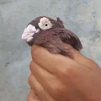 یک‌عدد‌صرب‌نرفروشی