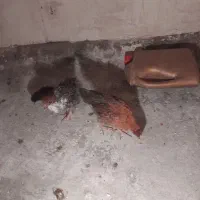 جوجه