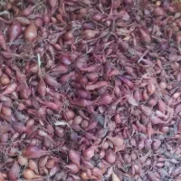 پیازچه|خوردنی و آشامیدنی|گرگان, |دیوار