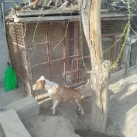سگ پیتبول