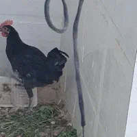 خروس سیاه مست مست