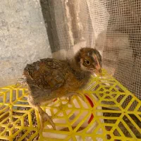 جوجه مخلوط (اصلاح نژاد شده)