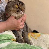 گربه اسکاتیش بلک گلد