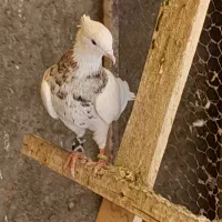 فروش کبوترطوقی دونه ای۵۰۰