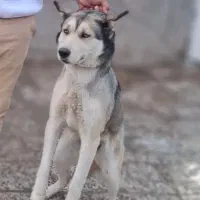 هاسکی خانگی