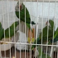 فروش پرنده راهب بالغ