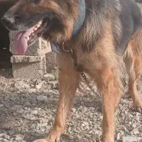 سگ ژرمن شیپرد باهوش