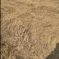 کاه کلش کلور گندم  یه هکتارو نیم